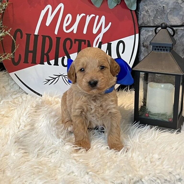 Mini Goldendoodle For Sale