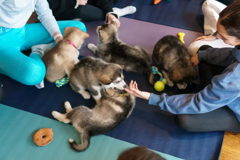 Puppy Yoga Ipswich – Find Balance, Joy, and Companionship at The Paw Studio