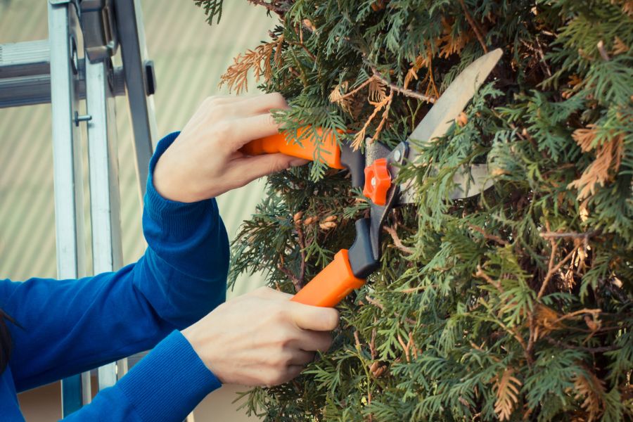 Springfield, MO – Springfield Tree Removal Pros continues to support local homeowners and businesses with dependable, professional tree removal services across Springfield, Missouri. Known for their safety-first approach and efficient workmanship, the company helps property owners manage hazardous, damaged, or unwanted trees while protecting surrounding structures and landscapes. Springfield Tree Removal Pros specializes in complete tree removal solutions designed to improve outdoor safety and enhance property appearance. Trees can become a serious concern when affected by storms, disease, or structural weakness. Left untreated, these issues may lead to property damage or personal injury. The company addresses these risks with careful assessments and proven removal techniques, ensuring every project is completed with precision and care. Professional Tree Removal Services Tree removal requires experience, proper equipment, and strict safety standards. Springfield Tree Removal Pros delivers reliable services for both residential and commercial properties, handling projects of all sizes. From single tree removals to larger property clearances, the team approaches each job with detailed planning and attention to surrounding features such as fences, buildings, and landscaping. Each removal begins with a thorough evaluation to determine the safest and most effective method. The company focuses on minimizing disruption while completing work efficiently. By combining professional tools with skilled execution, Springfield Tree Removal Pros helps clients resolve tree concerns without unnecessary stress. Supporting the Springfield Community Serving the Springfield area, the company understands the unique challenges local property owners face, especially after severe weather or seasonal changes. Trees weakened by high winds or heavy rainfall often pose hidden dangers. Springfield Tree Removal Pros responds promptly to these situations, offering dependable solutions that restore safety and peace of mind. The company works closely with homeowners, landlords, and business operators to ensure clear communication throughout every stage of the process. Transparent service and customer-focused results remain central to their approach, making them a trusted choice for tree removal needs in the community. Media Contact Springfield Tree Removal Pros Email: info@springfieldtreeremovalpros.com Website: https://springfieldtreeremovalpros.com/ Location: Springfield, MO